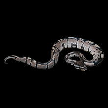Load image into Gallery viewer, Ball Python (VPI Axanthic) - 166
