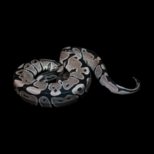 Load image into Gallery viewer, Ball Python (VPI Axanthic) - 166
