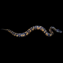 Load image into Gallery viewer, Ball Python (Odyb Fire) - 167
