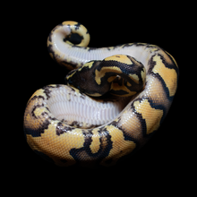 Load image into Gallery viewer, Ball Python (Odyb Fire) - 167
