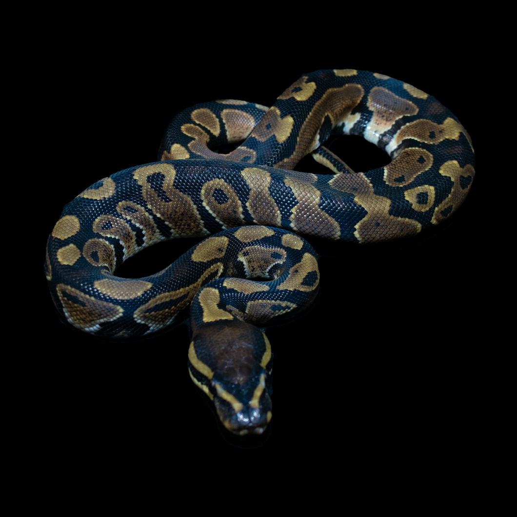 Ball Python (Normal) - 168