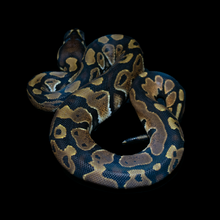 Load image into Gallery viewer, Ball Python (Normal) - 168
