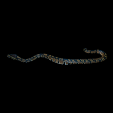 Load image into Gallery viewer, Ball Python (Normal) - 168
