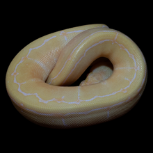 Load image into Gallery viewer, Ball Python (Albino Pinstripe 50% Het Pied) - 170
