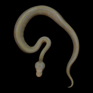 Ball Python (Albino Pinstripe 50% Het Pied) - 170