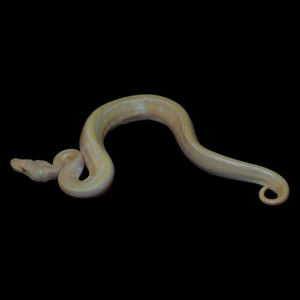 Ball Python (Albino Pinstripe 50% Het Pied) - 170