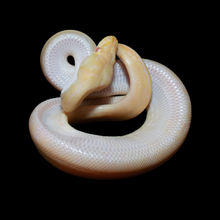 Load image into Gallery viewer, Ball Python (Albino Pinstripe 50% Het Pied) - 170
