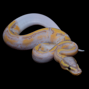 Ball Python (Banana Pied) - 172