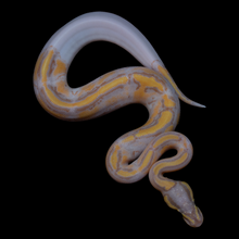 Load image into Gallery viewer, Ball Python (Banana Pied) - 172
