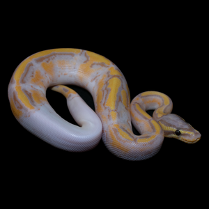 Ball Python (Banana Pied) - 172