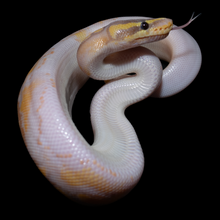 Load image into Gallery viewer, Ball Python (Banana Pied) - 172
