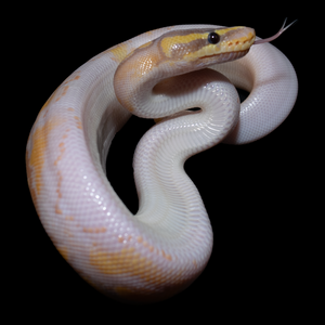 Ball Python (Banana Pied) - 172