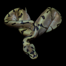Load image into Gallery viewer, Ball Python (Calider - Calico Spider) - 174

