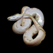 Load image into Gallery viewer, Ball Python (Calider - Calico Spider) - 174
