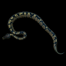 Load image into Gallery viewer, Ball Python (Normal 100% Het VPI Axanthic) - 178
