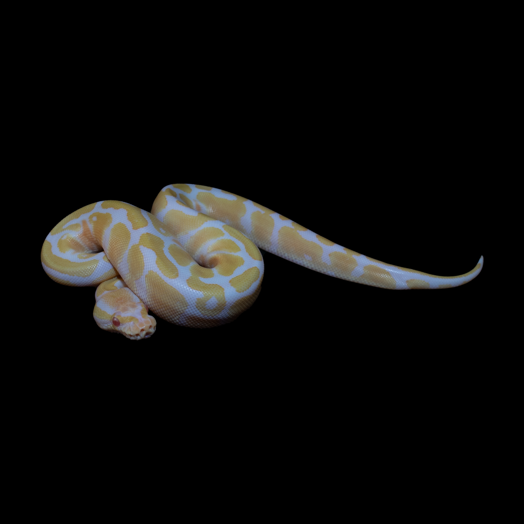 Ball Python (Albino 50% Het Pied) - 179