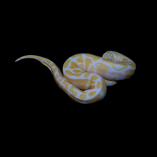 Load image into Gallery viewer, Ball Python (Albino 50% Het Pied) - 179

