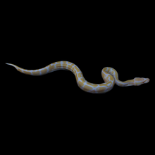 Load image into Gallery viewer, Ball Python (Albino 50% Het Pied) - 179
