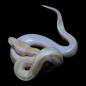 Ball Python (Albino 50% Het Pied) - 179