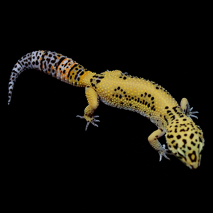 Leopard Gecko (Super Giant 50% Het Albino (Bell) Pos Blood) 17