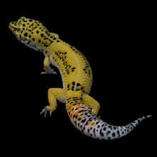 Load image into Gallery viewer, Leopard Gecko (Super Giant 50% Het Albino (Bell) Pos Blood) 17
