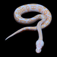 Load image into Gallery viewer, Ball Python (Black Pastel Albino 50% Het Pied) - 181
