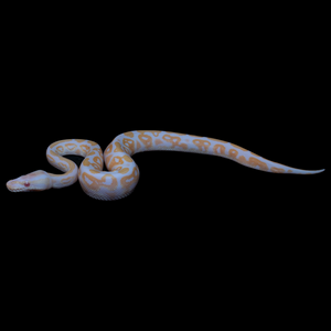 Ball Python (Black Pastel Albino 50% Het Pied) - 181