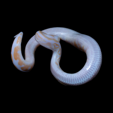 Load image into Gallery viewer, Ball Python (Black Pastel Albino 50% Het Pied) - 181
