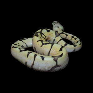 Ball Python (Killer Bee Calico - Super Pastel Calico) - 184