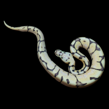 Load image into Gallery viewer, Ball Python (Killer Bee Calico - Super Pastel Calico) - 184
