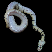 Load image into Gallery viewer, Ball Python (Killer Bee Calico - Super Pastel Calico) - 184
