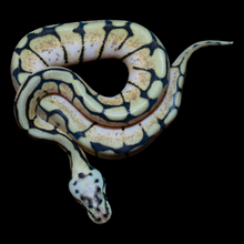Load image into Gallery viewer, Ball Python (Cali Bee - Calico Pastel Spider) - 185
