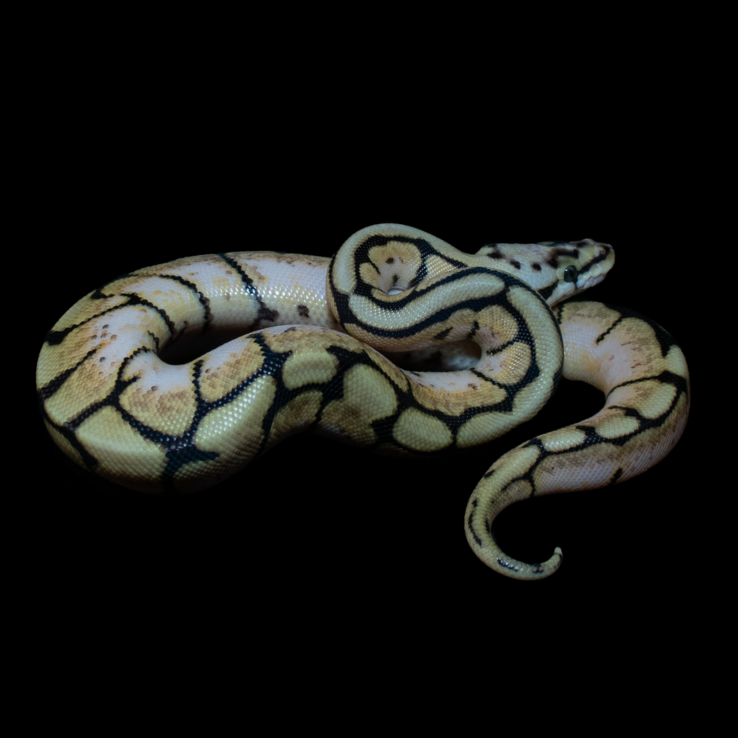 Ball Python (Cali Bee - Calico Pastel Spider) - 185