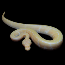 Load image into Gallery viewer, Ball Python (Albino Pinstripe 50% Het Pied) - 186
