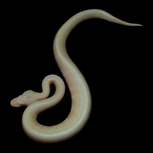 Ball Python (Albino Pinstripe 50% Het Pied) - 186