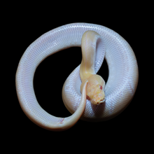Load image into Gallery viewer, Ball Python (Albino Pinstripe 50% Het Pied) - 186
