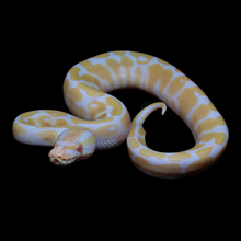 Load image into Gallery viewer, Ball Python (Albino 50% Het Pied) - 188
