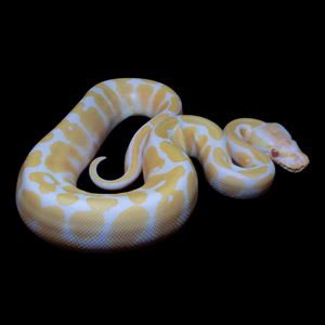 Ball Python (Albino 50% Het Pied) - 188