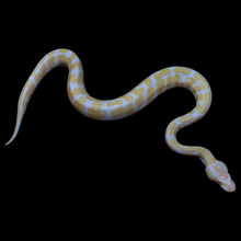 Load image into Gallery viewer, Ball Python (Albino 50% Het Pied) - 188
