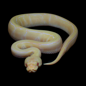 Ball Python (Albino Pinstripe 50% Het Pied) - 190