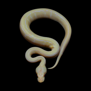 Ball Python (Albino Pinstripe 50% Het Pied) - 190