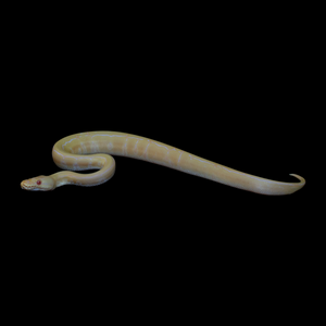 Ball Python (Albino Pinstripe 50% Het Pied) - 190