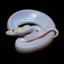 Load image into Gallery viewer, Ball Python (Albino Pinstripe 50% Het Pied) - 190
