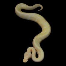 Load image into Gallery viewer, Ball Python (Albino Pinstripe 50% Het Pied) - 191
