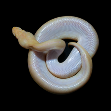 Load image into Gallery viewer, Ball Python (Albino Pinstripe 50% Het Pied) - 191
