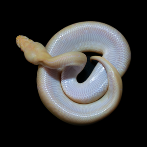 Ball Python (Albino Pinstripe 50% Het Pied) - 191