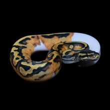 Load image into Gallery viewer, Ball Python (Normal Pied) - 193
