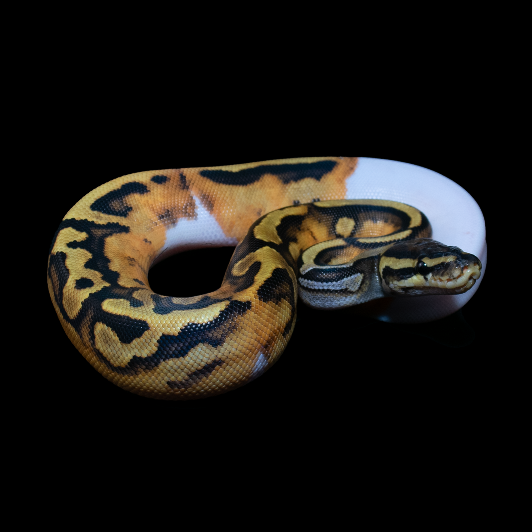 Ball Python (Normal Pied) - 193