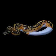 Load image into Gallery viewer, Ball Python (Normal Pied) - 193

