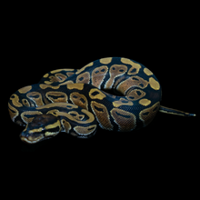 Load image into Gallery viewer, Ball Python (Normal) - 194
